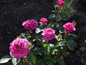 腓特烈Alter Krämerladen von 1732的花园里的一群粉红色玫瑰