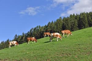 佩尔卡Fuchshof的一群牛在草地上放牧