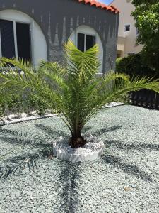迈阿密Modern 2/1 Apt near Midtown and Beaches的棕榈树在砾石上方的锅里