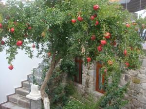 贝尔加马赫拉酒店的苹果树上生长着红苹果