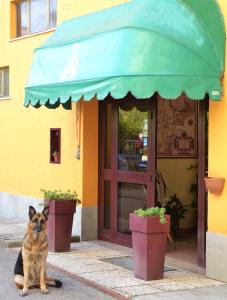 特拉西梅诺湖畔帕西尼亚诺特拉西梅诺酒店 的坐在建筑物前的狗