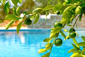 波尔Villa Lucija Bol的柠檬树枝,在游泳池旁
