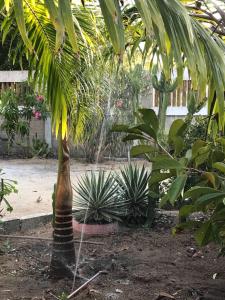 古里里Pousadinha Mangabeiras Familia e Grupos的花园内一棵棕榈树,四周有网