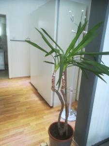 费尔贝特Zentral gelegene Wohnung in Velbert-Mitte的房间里的锅里的植物