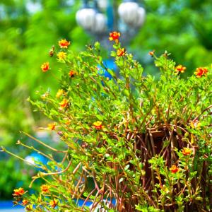 Huxi海岸线民宿 的花盆里种有红花的绿色植物
