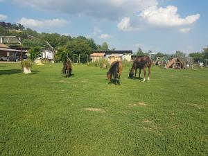阿斯蒂拉克劳塔住宿加早餐旅馆的三匹马在草地上放牧