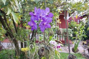 贡布Phoumrumduol Bungalow的花园里的紫色花,种着其他植物