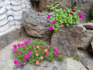 首尔达雅延韩屋公寓的岩石花园中的一束粉红色花