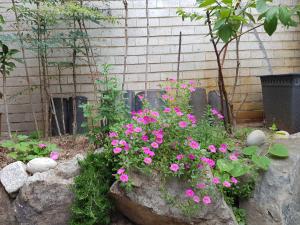 首尔达雅延韩屋公寓的花园里的一束粉红色的花