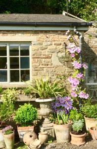 格洛斯特Lavender cottage的一座花园,在一座建筑前种植盆栽植物