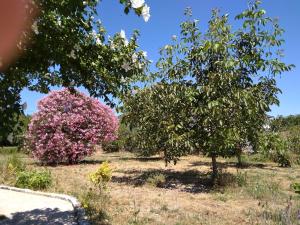 Oliveira de BarreirosCasa do Forno, Viseu的一片田野里一片粉红色的灌木