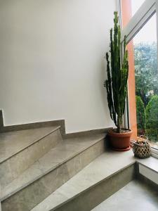 克卢日-纳波卡Bruno Apartment的楼梯,有植物和窗户
