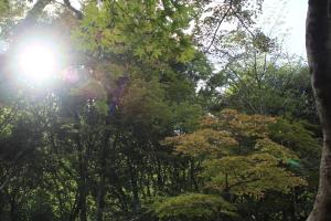 神户有馬温泉 康貴的一群阳光照耀着的树