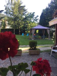 卡韦达戈玫瑰酒店的一个带红色鲜花和凉亭的庭院