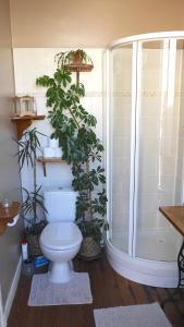 佩里格Joli appartement vue sur l'Eglise的一间带卫生间和植物淋浴的浴室