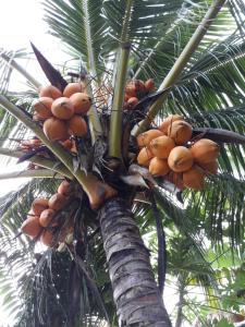 安塞罗亚莱欧丰德梅尔景致酒店的棕榈树上放着一大堆水果