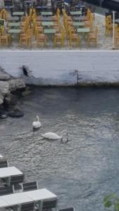 安德罗斯Esperides Sea的两个天鹅在河里游泳,有桌椅