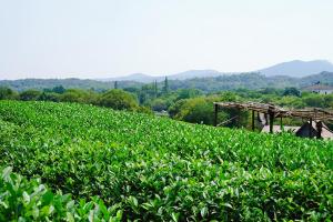 杭州山峦精品民宿的一片绿色植物,有房子的背景
