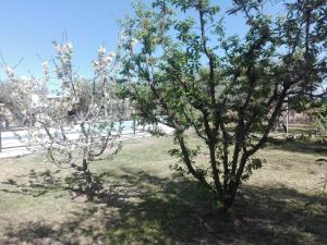 Coquimbito特拉奥利沃小屋酒店的公园里两棵花白的树