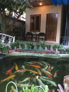 琅勃拉邦库姆桑通精品别墅的房屋前的大锦 ⁇ 池