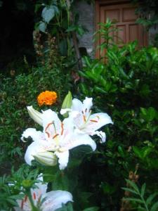 切佩洛沃格里斯旅馆的花园中一群白色的花