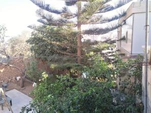 伯利恒Aman Hostel的大楼前的一大棵松树