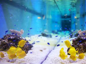 大阪环球港酒店的水中黄色鱼的水族馆
