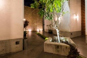 瓦哈卡市Marialicia Suites, Hotel Boutique的绿树成荫的走廊