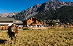 博尔米奥Agriturismo La Stalla的站在山前田野上的牛