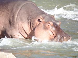 侯斯普瑞特Blyde River Cabins的一只大象在水中游泳