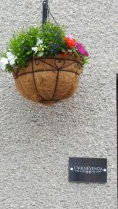 柯克沃尔Orkneyinga的挂在墙上的花盆