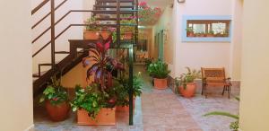 费德拉西翁拉卡索纳酒店的楼梯上放着一堆盆栽植物的房间