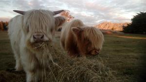 应许之地AAA级格拉纳里度假村住宿的两头牛站在野外吃草