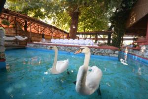 Krinídhes莉迪亚酒店的游泳池里两个天鹅