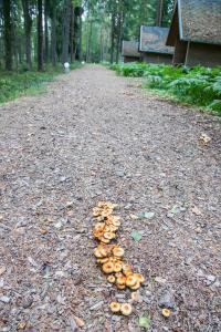 Misso普里亚尔菲假日公园的一堆蘑菇坐在土路上