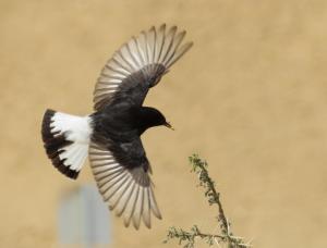Beʼer OraThe Birdwatchers Nest的空中飞的黑白鸟