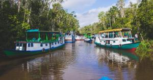 庞卡兰布翁Orangutan Houseboat Park Tanjung Puting的相册照片