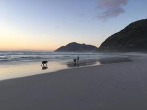 努尔德霍克Selkie - Two Restful Studio Apartments near Noordhoek Beach & Restaurants的一人和两只狗在海滩上散步
