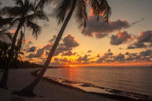 基韦斯特Sunrise Suites Saint Croix Suite #212的两棵棕榈树海滩上的日落