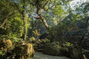 三峡大板根森林温泉酒店的森林中一条有岩石和树木的小径
