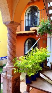 墨西哥城Villa Alfonsina的两株盆栽植物坐在建筑物前