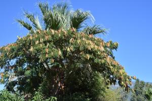菲加里特拉科斯度假屋的棕榈树上种着鲜花