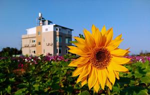 金宁乡东一点紅金墩园的大楼前的黄色向日葵