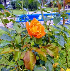 埃塞萨Posada Quinta Pata的橘子玫瑰在花园里生长