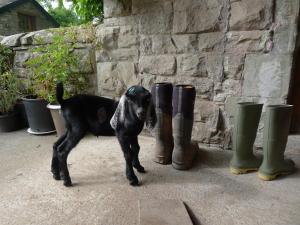 瓦伊河畔海伊Glanwye的一只黑狗站在一双靴子旁边