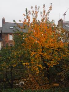 雷恩L'Etage的一座建筑前有橘子叶的树