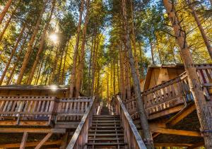BesqaynarOi-Qaragai Mountain Resort的树林里树木繁茂的楼梯