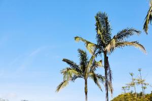悉尼城镇与乡村汽车旅馆的蓝天前两棵棕榈树