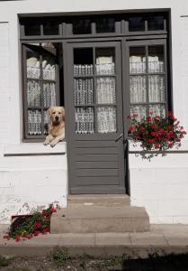 Tigny-NoyelleLa Ferme De Tigny的坐在房子窗户上的狗