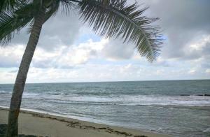 多拉多Dorado Beach Condo的海滩上的棕榈树与大海